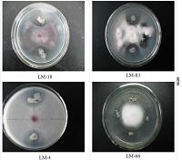 牛粪中潜在生物控制剂枯草芽孢杆菌QM3的分离和鉴定
